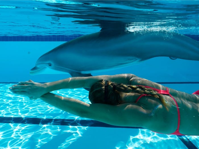 delfines robóticos en el acuario, pero parecen reales