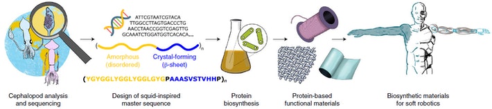 proceso de uso de las proteínas de calamar para nuevo material autoregenerante